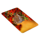 Magnet Flexible Hermite Thrush Songbird sur araignée de feu (Côté Droit)