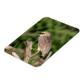 Magnet Flexible Héron de nuit de la couronne noire juvénile (Côté Gauche)