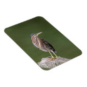 Magnet Flexible Héron vert sur un log (Côté Droit)