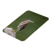 Magnet Flexible Héron vert sur un log (Côté Gauche)