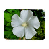 Magnet Flexible Hibiscus (Horizontal)