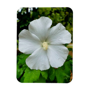 Magnet Flexible Hibiscus