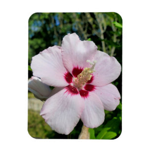 Magnet Flexible Hibiscus