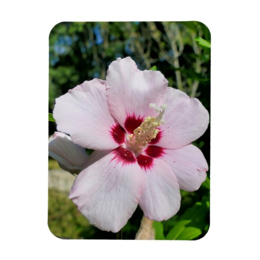 Magnet Flexible Hibiscus (Vertical)