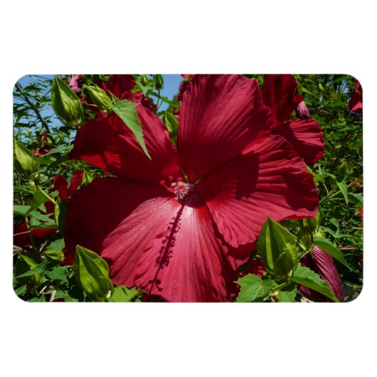 Magnet Flexible Hibiscus Flower and Blue Sky (Horizontal)