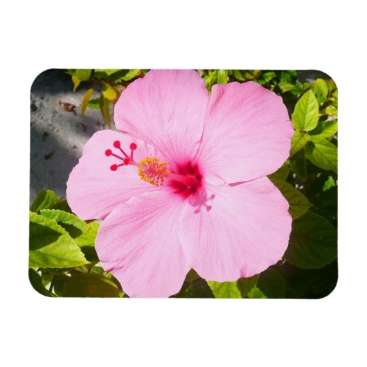 Magnet Flexible Hibiscus rose Fleur tropicale (Horizontal)