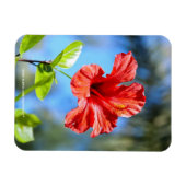 Magnet Flexible Hibiscus rouge (Horizontal)