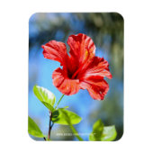 Magnet Flexible Hibiscus rouge (Vertical)
