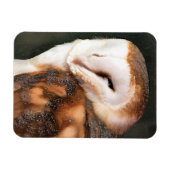 MAGNET FLEXIBLE HIBOU (Horizontal)