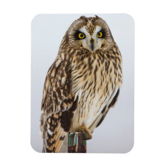 Magnet Flexible Hibou des marais sur poteau de clôture (Vertical)