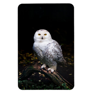 Magnet Flexible Hibou des neiges majestueux d'hiver