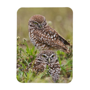 Magnet Flexible Hibou des terriers, Athene cunicularia, Cape Coral