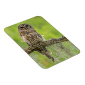 Magnet Flexible Hibou rayé sur branche d'arbre (Côté Droit)