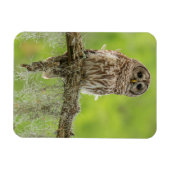 Magnet Flexible Hibou rayé sur branche d'arbre (Horizontal)