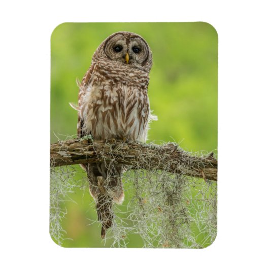 Magnet Flexible Hibou rayé sur branche d'arbre (Vertical)