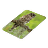 Magnet Flexible Hibou rayé sur branche d'arbre (Côté Gauche)