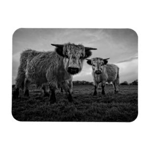 Magnet Flexible High Park Cow Mono