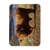 Magnet Flexible Highland Cattle Bull, Écosse (Vertical)