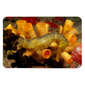 Magnet Flexible Hippocampe de Thaïlande, gros plan (Horizontal)