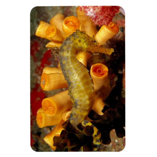 Magnet Flexible Hippocampe de Thaïlande, gros plan (Vertical)