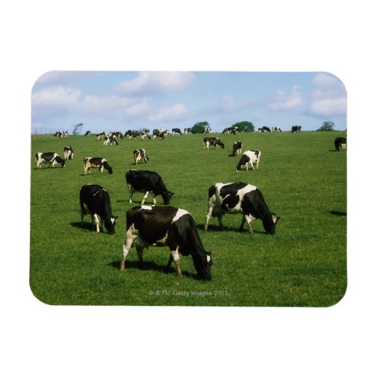 Magnet Flexible Holstein-Friesian, Irlande (Horizontal)