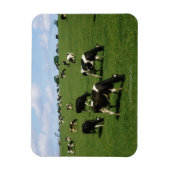 Magnet Flexible Holstein-Friesian, Irlande (Vertical)