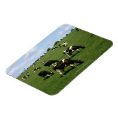 Magnet Flexible Holstein-Friesian, Irlande (Côté Gauche)