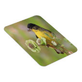 Magnet Flexible Homme Goldfinch (Côté Droit)