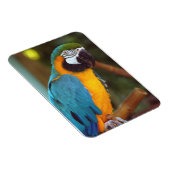 Magnet Flexible Homme Macaw (Côté Droit)