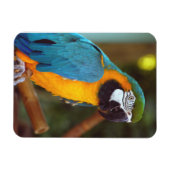 Magnet Flexible Homme Macaw (Horizontal)