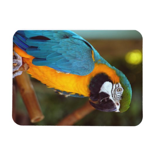 Magnet Flexible Homme Macaw (Horizontal)