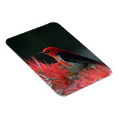 Magnet Flexible Honneur de Scarlet Oiseau exotique (Côté Droit)