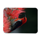 Magnet Flexible Honneur de Scarlet Oiseau exotique (Horizontal)