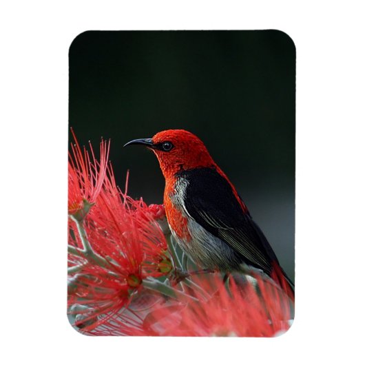 Magnet Flexible Honneur de Scarlet Oiseau exotique (Vertical)
