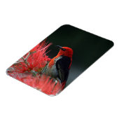 Magnet Flexible Honneur de Scarlet Oiseau exotique (Côté Gauche)