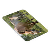 Magnet Flexible Horse et foal walking (Côté Droit)