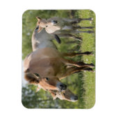 Magnet Flexible Horse et foal walking (Vertical)