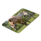 Magnet Flexible Horse et foal walking (Côté Gauche)