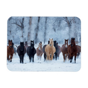 Magnet Flexible Horses in the Cold