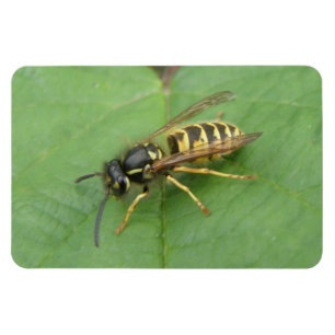 Magnet Flexible Hoverfly sur un aimant Premium feuille