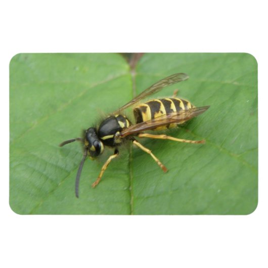 Magnet Flexible Hoverfly sur un aimant Premium feuille (Horizontal)