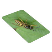 Magnet Flexible Hoverfly sur un aimant Premium feuille (Côté Droit)