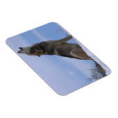 Magnet Flexible Howling Loup de bois de l'Alaska (Côté Droit)