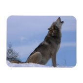 Magnet Flexible Howling Loup de bois de l'Alaska (Horizontal)