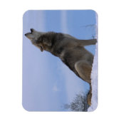 Magnet Flexible Howling Loup de bois de l'Alaska (Vertical)