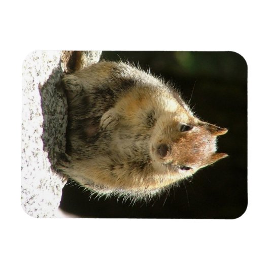 Magnet Flexible Humble écureuil (Horizontal)