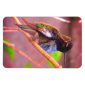 Magnet Flexible Humming Bird (Horizontal)