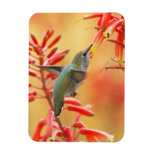 Magnet Flexible Hummingbird surrounded by red yucca (Vertical)