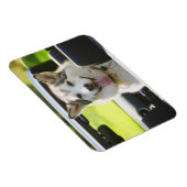 Magnet Flexible Husky à cheval (Côté Droit)