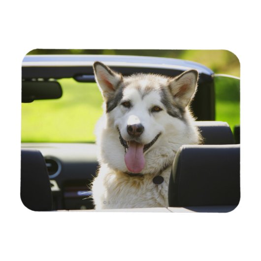 Magnet Flexible Husky à cheval (Horizontal)